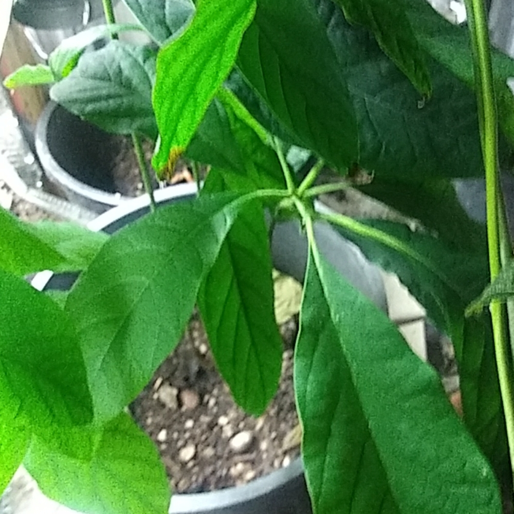 Plant